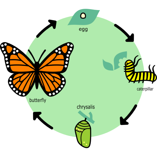 MVP lifecycle